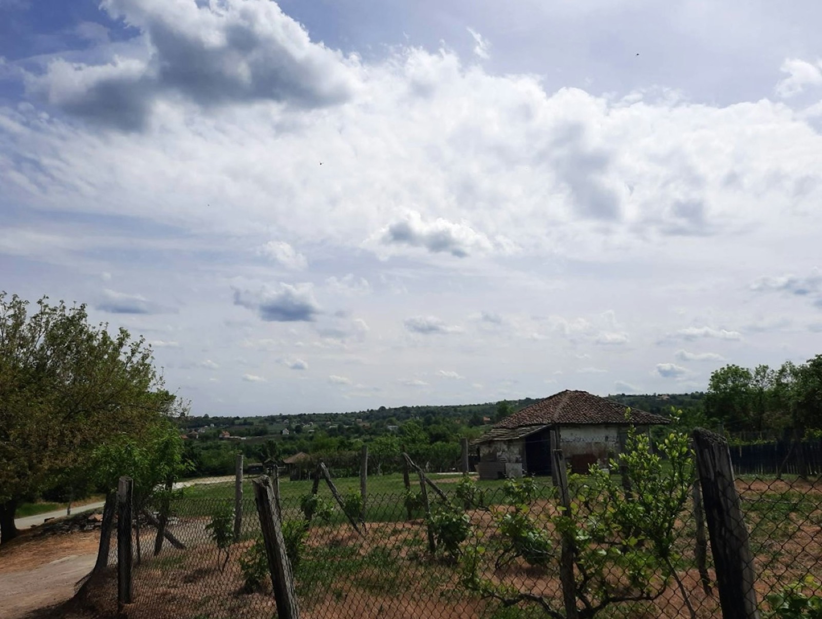 Vineyard after harvest — feature still