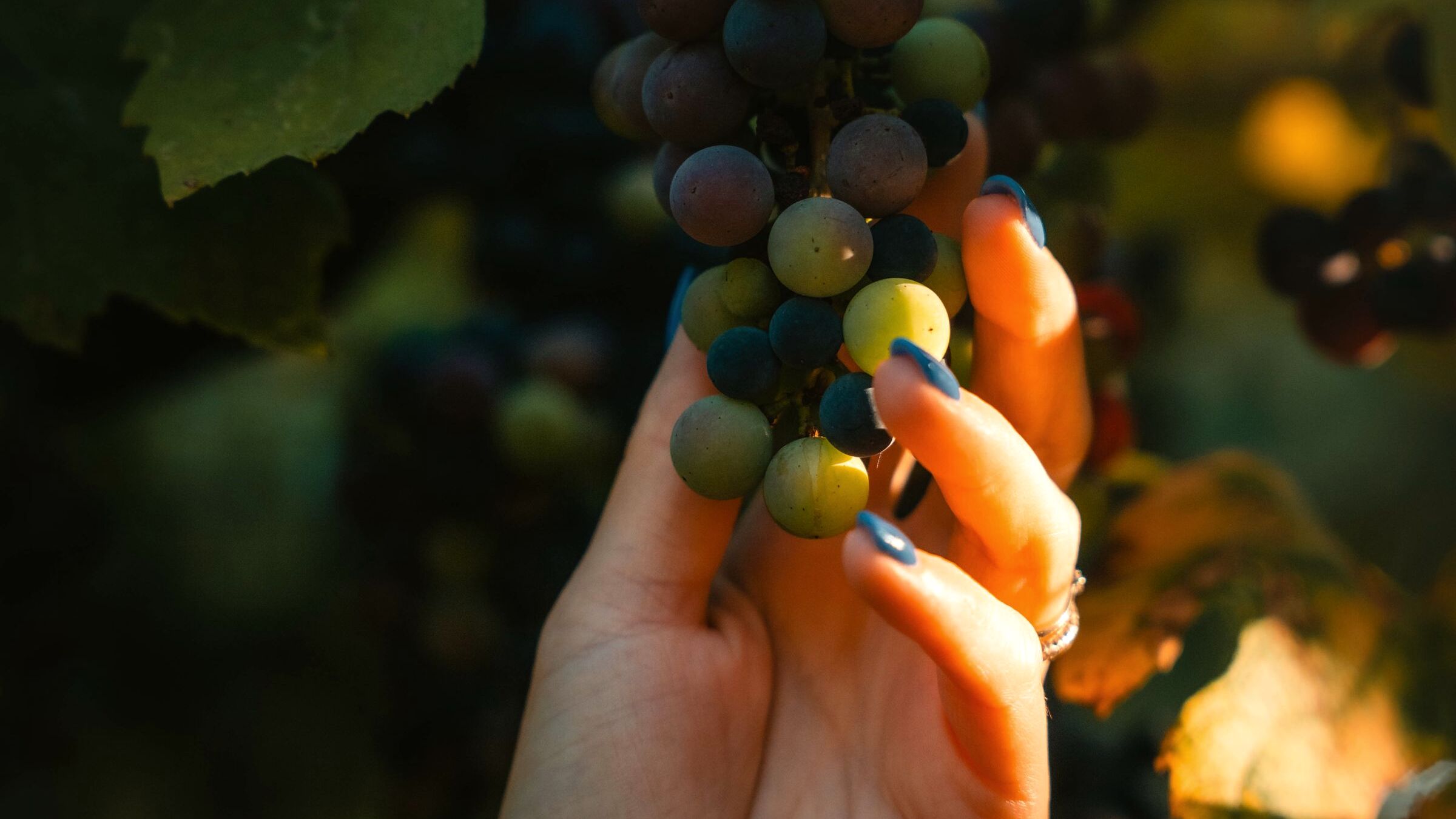 A hand tending a bunch of grapes in the afternoon light.