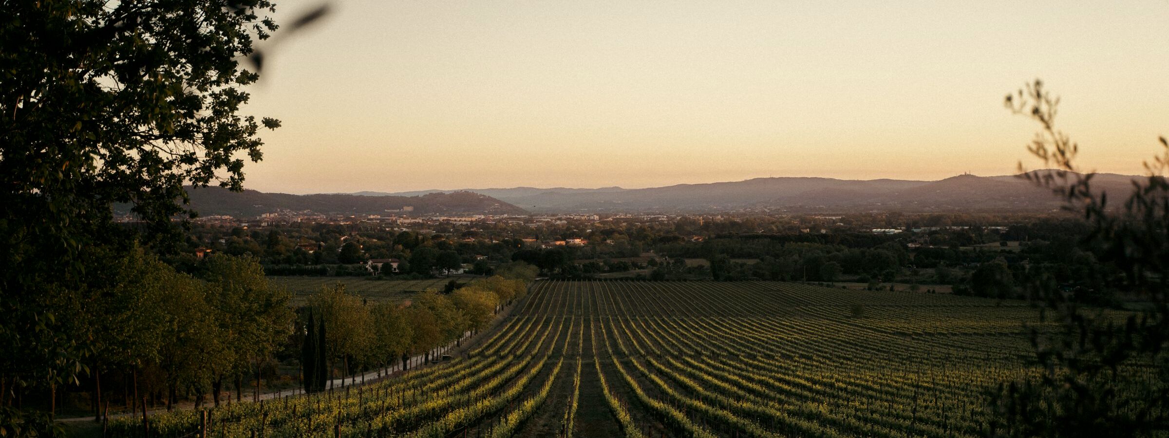 Vineyard rows stretching toward the hills in evening light.