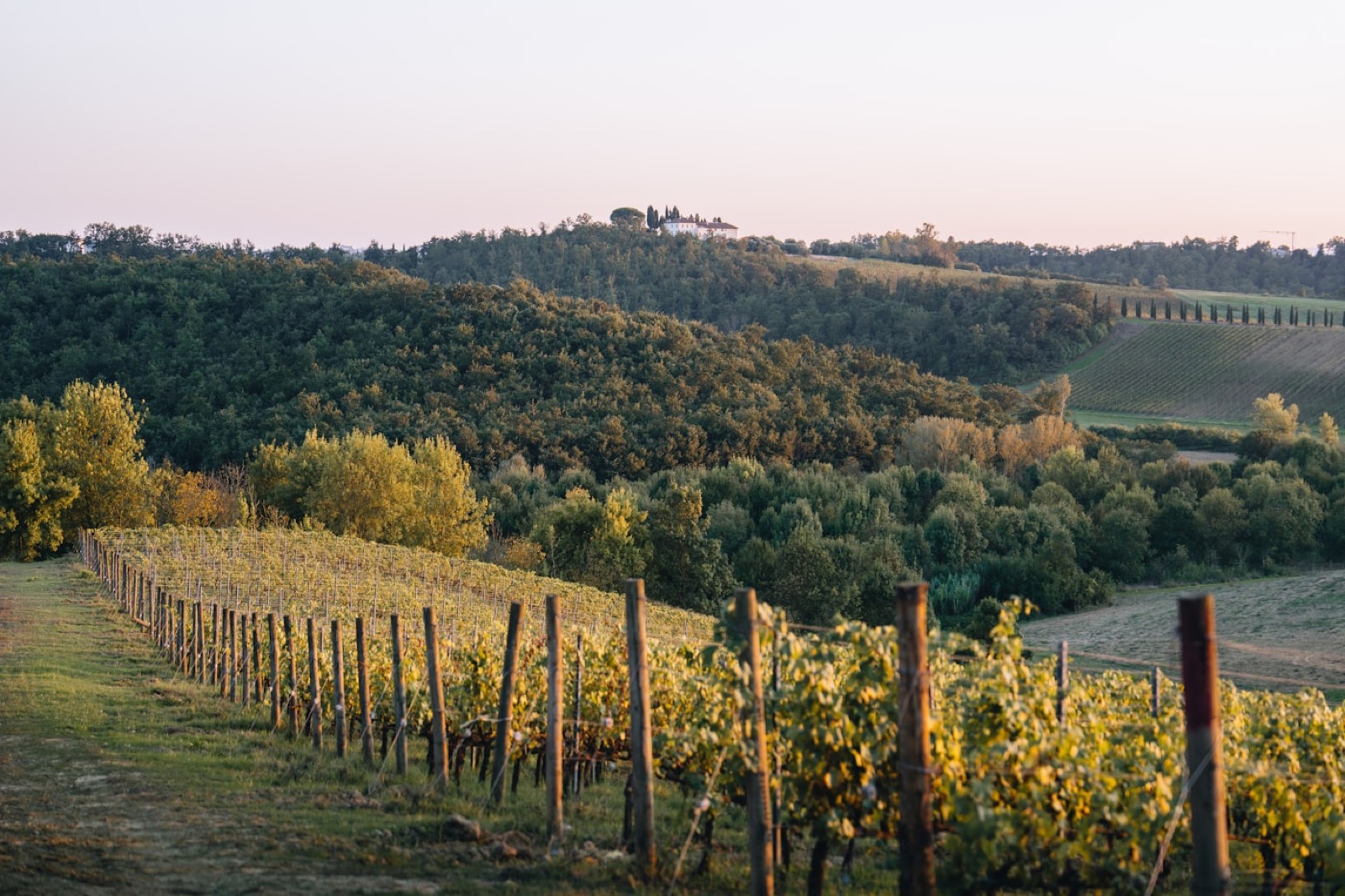 Still — Whetstone Wine vineyard